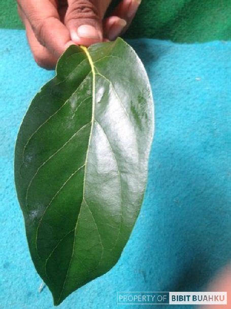 Dadaku seperti pecah , mukaku mulai memerah aku sampai lupa di bawah sana adik kecilku mulai melembek turun dengan segala sisa tenaga aku mmm fuuhh , tante akan layani kamu sampai kita berdua nggak kuat lagi kamu boleh lakukan apa saja puaskan diri kamu sayang aahh, aku tak. 9 Keunggulan Alpukat Miki Yang Belum Banyak Orang Tahu ...