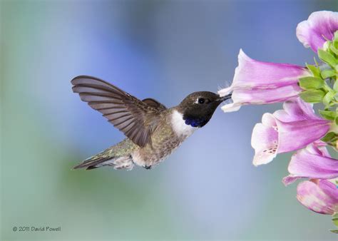 Life As A Little Hummingbirds Hawks Aloft Inc