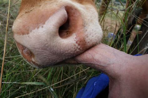 Cow Blowjob Cow Sucking Cock