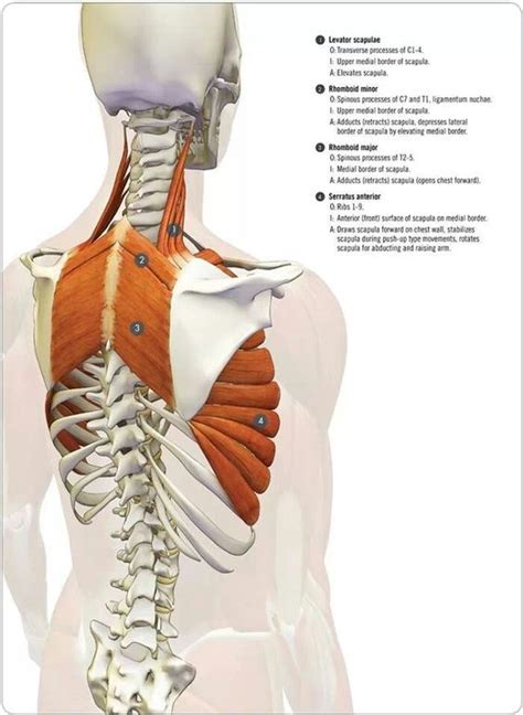 The scapula, or shoulder blade, is the largest bone of the shoulder and has 17 different muscles attached to it. Pin by John Katrabasas on Υγεία | Yoga anatomy, Massage ...