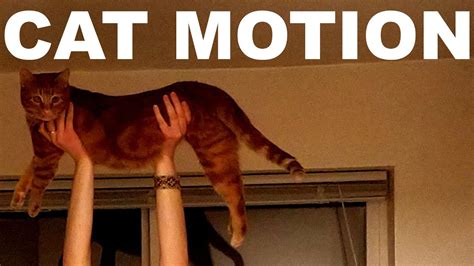 Cat Motion Stop Motion Cats Youtube