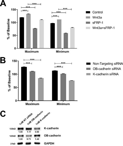 Wnt Signaling And K Cadherin Regulated Htm Cell Impedence Maximum And Download Scientific
