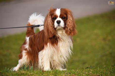 Cavalier King Charles Spaniel Dog Breed Facts Highlights And Buying