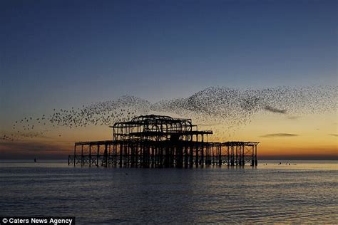 Flock Of Starlings In Brighton Perform Mesmerising Display Daily Mail