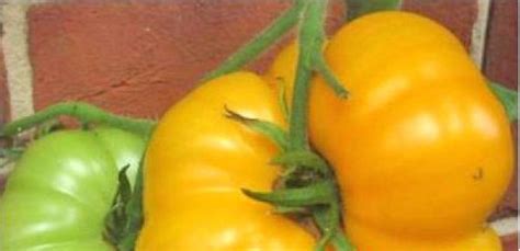 Brandywine Yellow Tomaten Samen Bestellen Chili Shop24de
