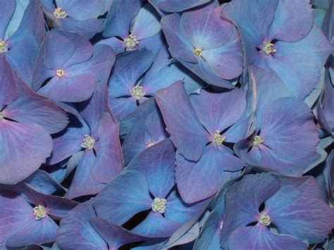 Blue Flowers Free Stock Photo Public Domain Pictures