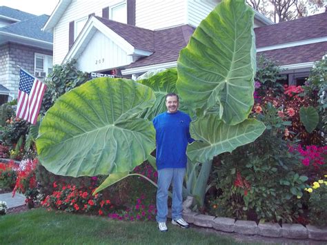 Colocasia Gigantea grown from Briansbotanicals.net | Elephant ear plant