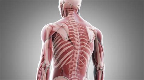 Smooth muscle, skeletal living bones are full of life. How Are Muscles Attached to Bone? | Reference.com