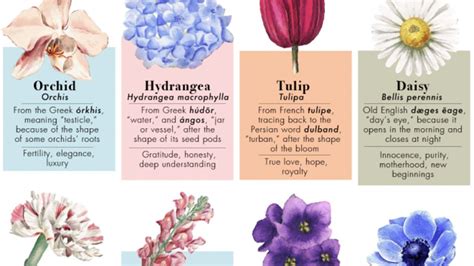 Types Of Flowers And Their Meanings The Hidden Meanings Behind 50
