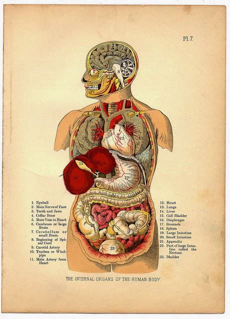 Check spelling or type a new query. Sistem Pencernaan Gambar Organ Tubuh Manusia Dan Fungsinya ...