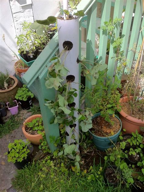 Vertical Gardening Using Pvc Piping Growing Strawberries And Well