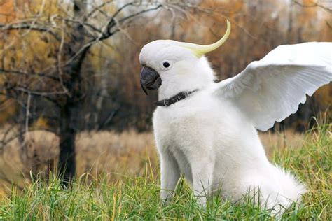 Hybrid Animals Has Science Gone Too Far Pet Birds Parrot Pet
