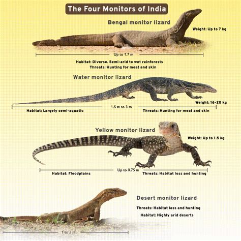 Meet The Monitor Lizards Of India Wildlife Sos