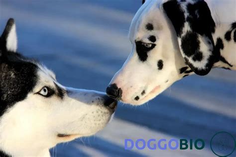 Dalmatian Husky Mix Interesting Facts You Need To Know 2024