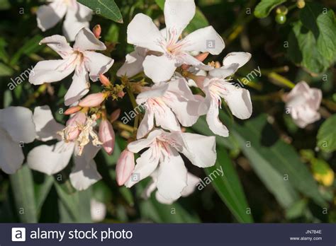 Flowering Nerium Oleander Oleander Stock Photo Alamy