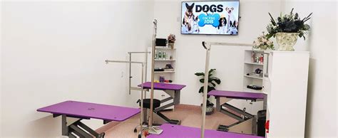 Pet Grooming - Pawtown Oasis