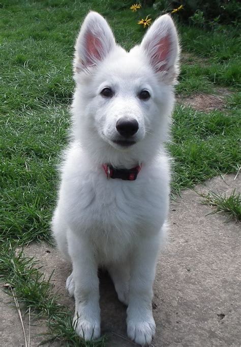 White German Shepherd Puppy Omg I Want One More Than Anything In This