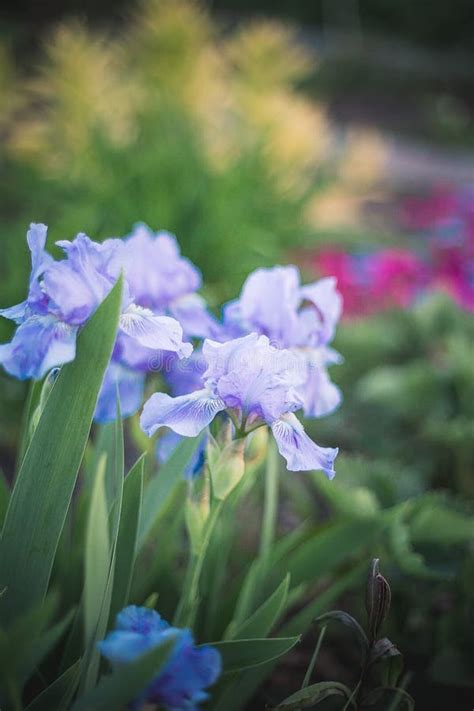 Beautiful Blooming Purple Irises Stock Photo Image Of Purple Closeup
