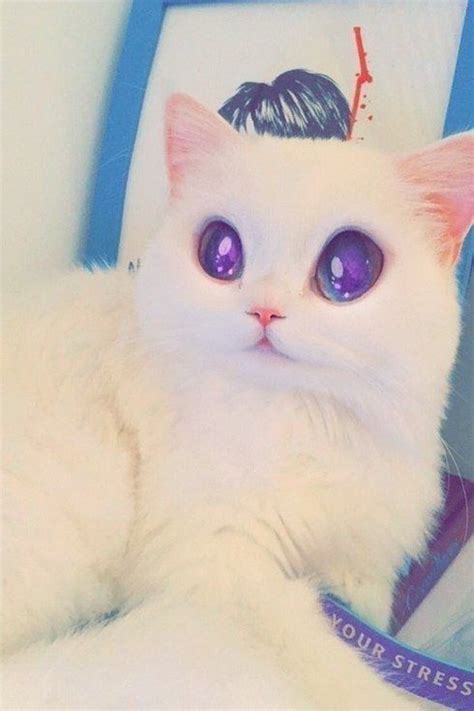 22 Cats That Have Mastered The Snapchat Filter Game Cats Animals
