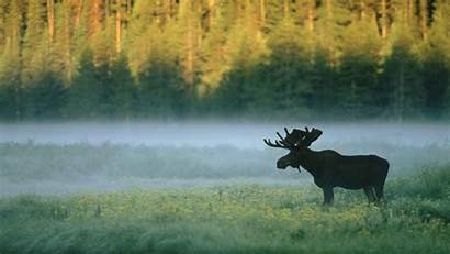Yellowstone National Park Wyoming Moose Mist Wallpapers