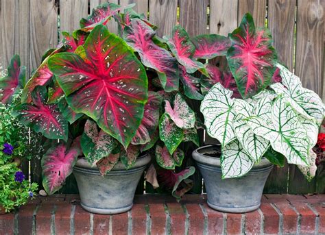 11 Shade Loving Plants For Containers Bob Vila