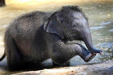 La Ternura De Los Elefantes Bebes Momentos Dulces