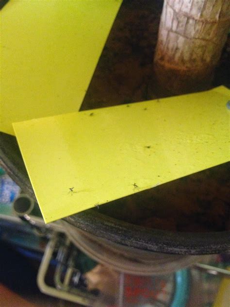 Getting Rid Of Fungus Gnats With Drying Out Soil Cinnamon