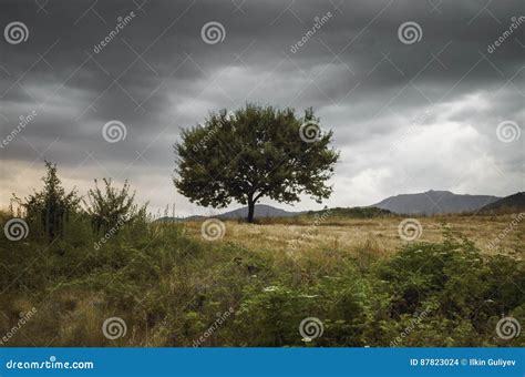Lonely Tree Against A Blue Sky At Sunset Summer Landscape With A Lone