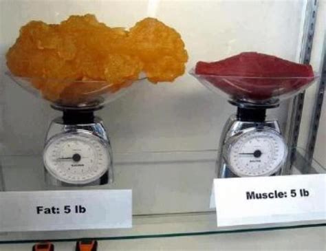 This Is What 5 Lbs Of Fat Compared With 5lbs Of Muscle Are You Ready