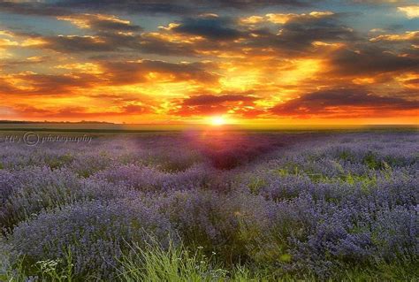 Lavender At Sunset Photograph By Eli Marinova Fine Art America