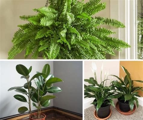 7 Best Indoor Plants That Clean The Air And Remove Toxins Nasa Study