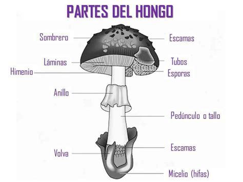 Estructura Interna De Un Hongo Reino Fungi Hongos Fungi Images And