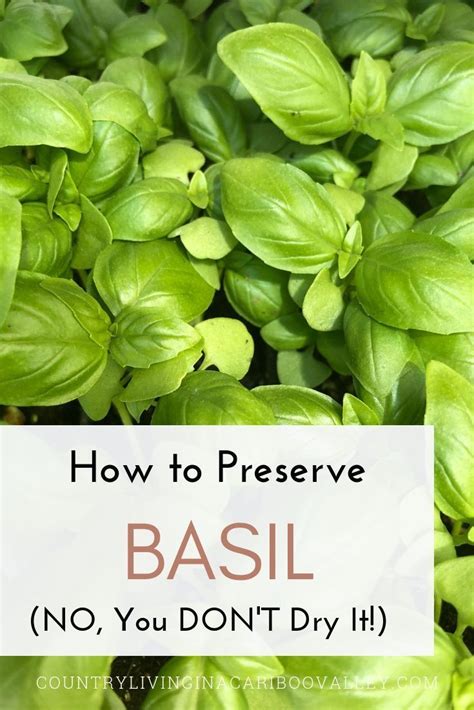 How To Preserve Basil Tastes Fresh All Winter Long Drying Fresh