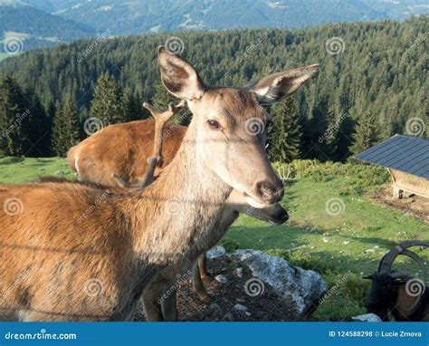 Domesticated Deer On A Farm In The Alps Stock Photo Image Of Feeding