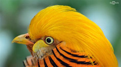 50 Beautiful Exotic Birds Photos Wallpapers Wallpapersafari