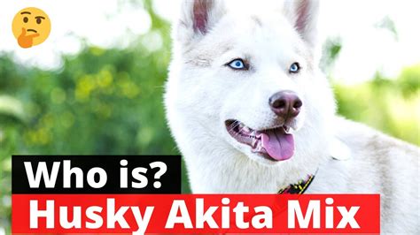 Husky Akita Mix Interesting Facts And Traits Of This Mix Breed 🐕 Youtube