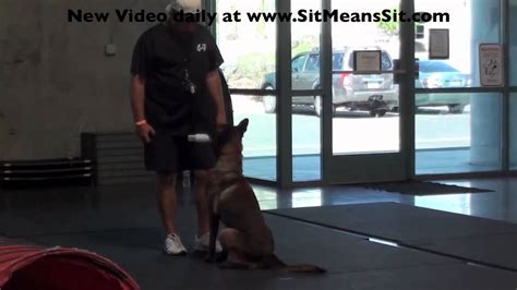 Practice Police K9 Dog Obedience During Bitework Episode 3 Youtube