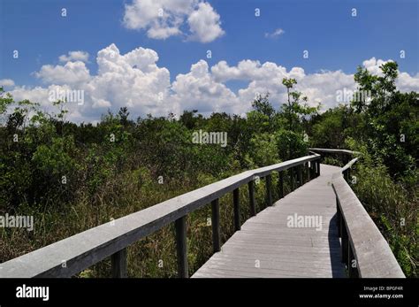 Boardwalk Through Shark Valley Section Of Everglades National Park