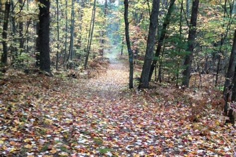 How Weather Affects Fall Colors Forestry