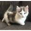 Munchkin Kittens For Adoption Know The Features  Smartfamilypets