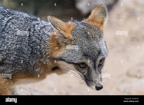 Gray Fox Urocyon Cinereoargenteus Arizona High Resolution Stock