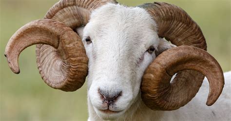 Wiltshire Horn Sheep Breed Information History And Facts