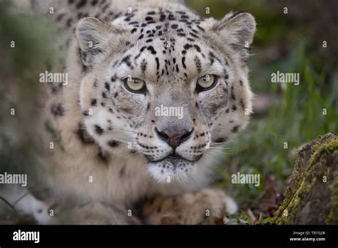Snow Leopard Head Shot Portrait Stock Photo Alamy