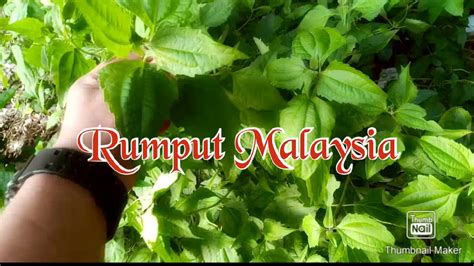 Selamat datang di channel kang taman, channel yg membahas seputar rumput dan tanaman. 'Rumput Malaysia' di Sabah. - YouTube