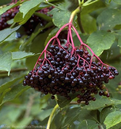 Image Result For Where Do Elderberries Grow Naturally Elderberry