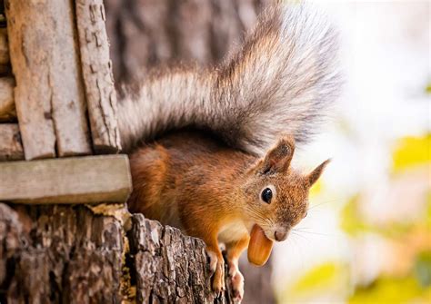 Why Do Squirrels Like Acorns Outdoor Pests