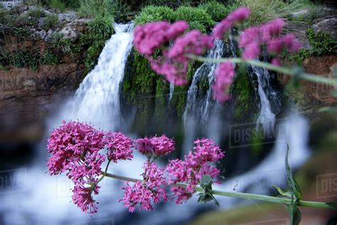 Beautiful Scenery With Purple Flowers Against Waterfall Beceite