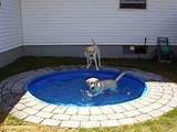 Images of Dog Swimming Pool