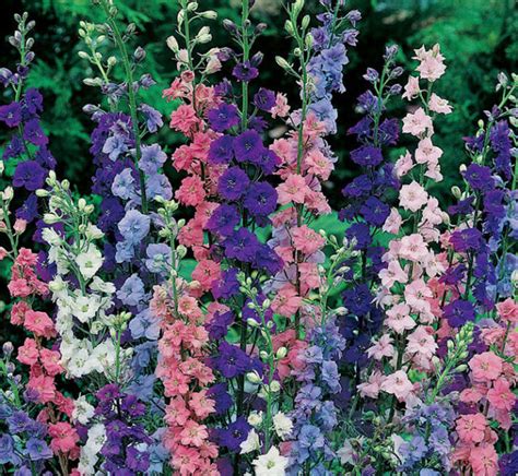 Larkspur Seeds Giant Imperial Mix Heirloom Flower Seeds Non Gmo
