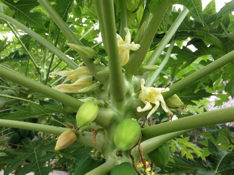 Select the warmest area of the landscape that does not flood (or remain wet) after typical summer rainfall. PAPAYA FLOWER ESSENCE | LOTUSWEI